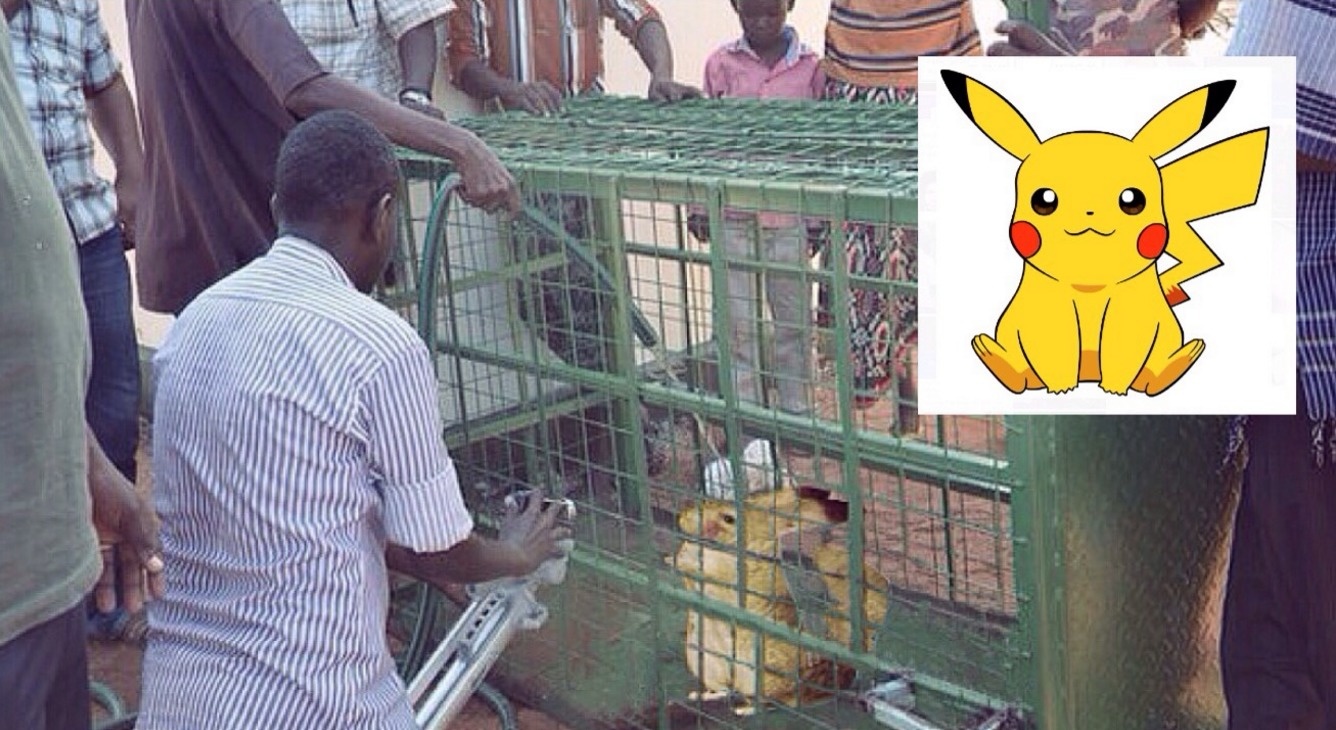 Once capture, Pikachu was put in a cage. They described the creature as having the ears of a rabbit, body of a chinchilla, and sporting the iconic yellow fur. 