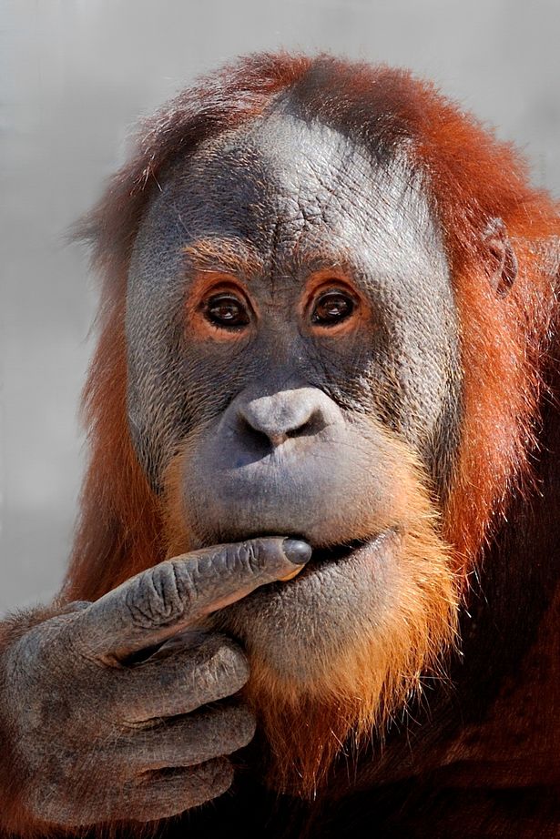 Rocky the orangutan who mimicked the pitch and tone of human sounds and made vowel-like calls while researchers conducted a game