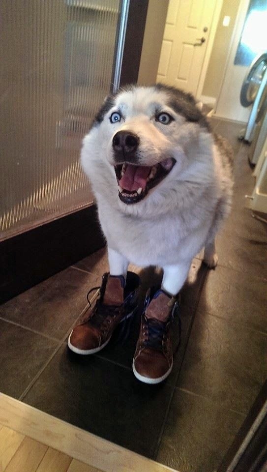 This fashion pup: