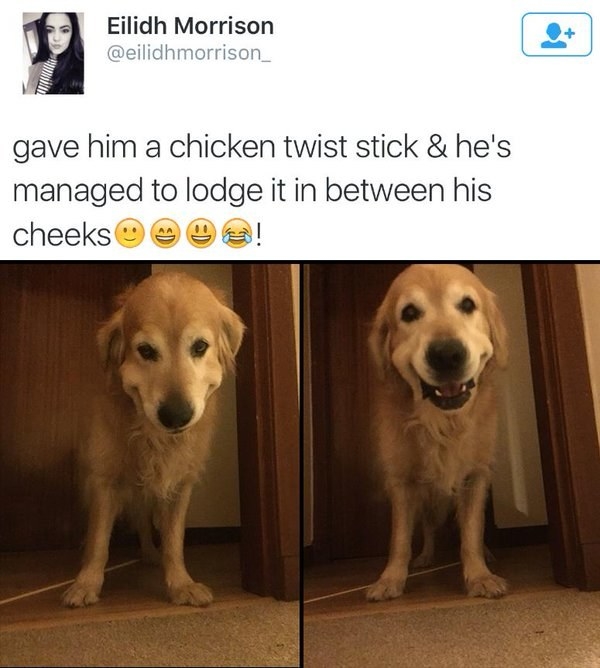 The chicken twist dog: