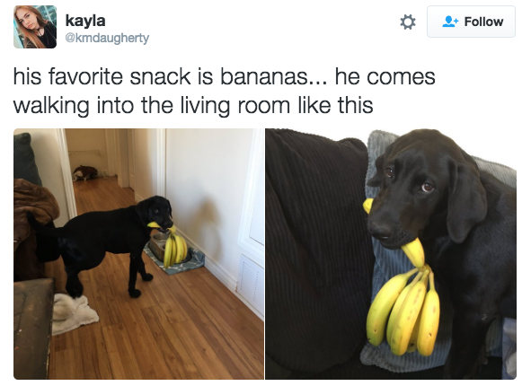 This banana lover: