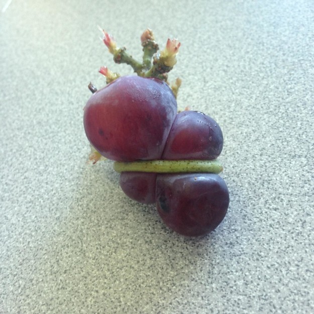 These two grapes that grew while being tied together by their stem.
