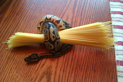 Your pet snake is always tangled up in the stuff.