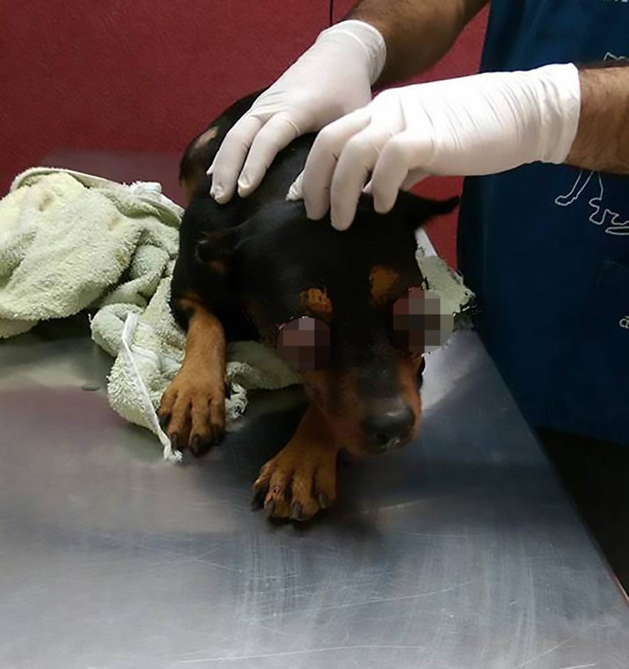 Animal activists shared photos of the injured dog to raise awareness of animal abuse