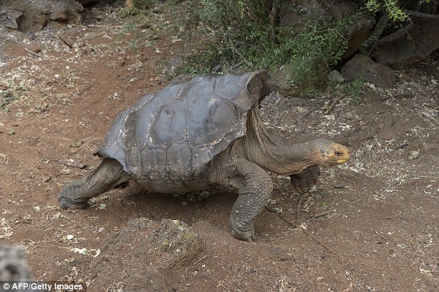 Diego (pictured) is the father of 40 percent of the tortoises on the island of Espanola