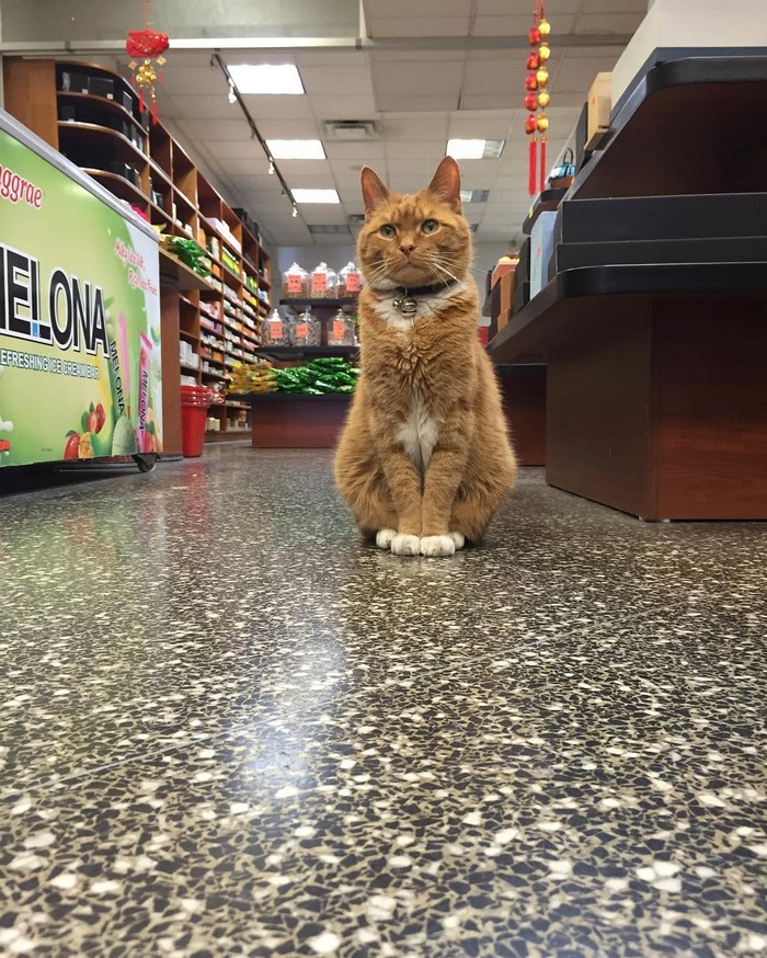 ginger-cat-store-owner-newyork-27