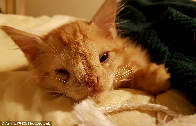 The out-of-luck kitten's brothers and sisters all found homes, but he was left behind because of a deformity to his eye