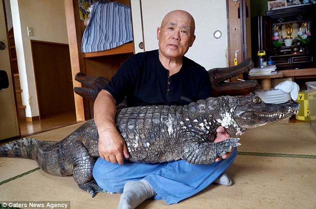 Nobumitsu Murabayashi has owned his 6ft 8in, 46kg caiman, imaginatively named Caiman, for 34 years and treats him like anyone would a normal household pet