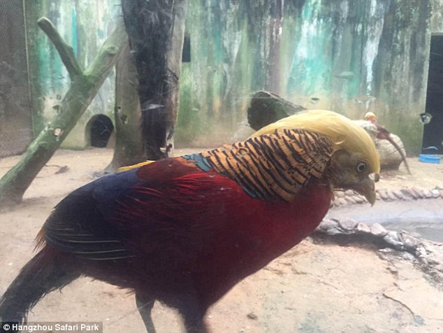 The male pheasant (pictured) lives in Hangzhou Safari Park in eastern China's Hangzhou city
