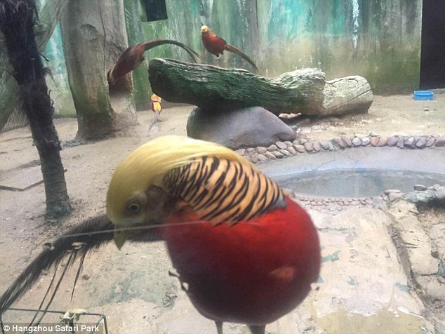 The bird (pictured) is called 'Little Red' because of his  red feathers, according to his keeper