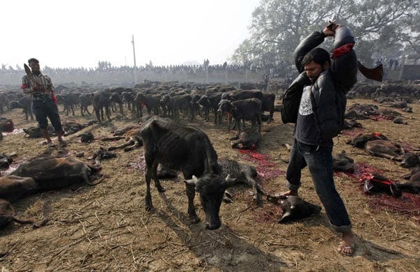 47503UNILAD imageoptim Nepal animal cruelty 2 Vegans And Vegetarians Actually Help Kill Animals, Heres How