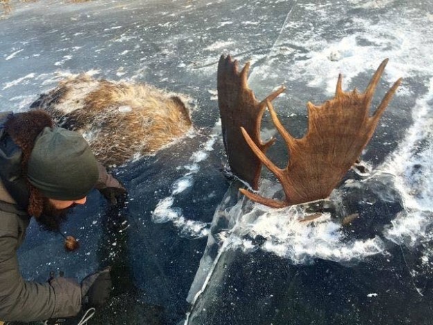 Two hikers in Alaska came across two bull moose earlier this month frozen in ice while locked in mortal combat.