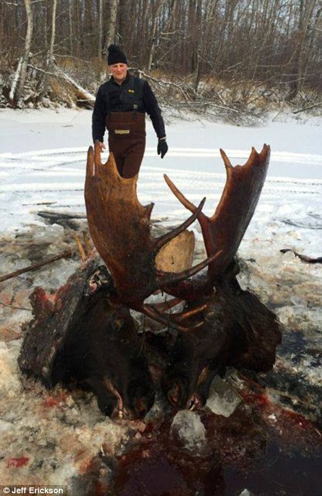 The dead moose could then have pulled his adversary into the water as he fell into the Slough, Webster believes. Pictured are the two moose heads being retrieved