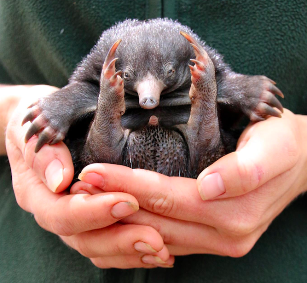 Echidnas are one of only two Australian mammals that lay eggs (platypus are the others). The baby puggle hatches after 10 days and is carried around by its mother in a pouch until it starts to grow spikes: then it lives in an underground nursery burrow, where its mother feeds its every three days.