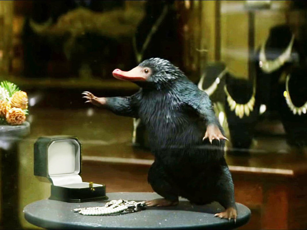 Niffler is a cute thief obsessed with shiny treasure who steals the movie. "Fluffy, black, and long-snouted, this burrowing creature has a predilection for anything glittery," wrote J.K. Rowling, in the book the film is based on.