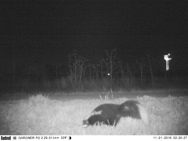 Hello. This is a photo of a skunk in Gardner, Kansas, captured on a remote camera set up to investigate reports of a mountain lion in the area.