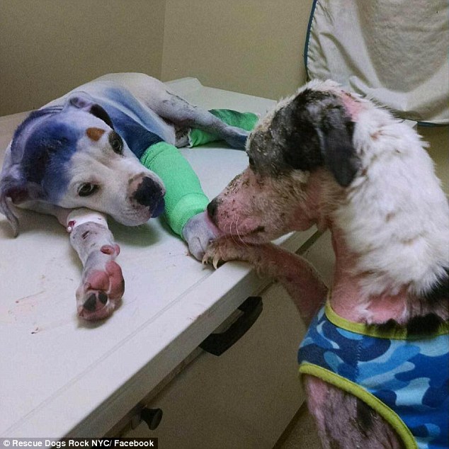 'I'm here for you': Simon the border collie comforts Sammie, 4 months, who was shot in the head, after his successful surgery