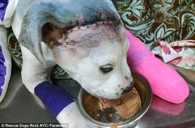 The stitches in Sammie's head attest to the cruelty the young pup has already faced: He was shot in the head - but the vet says he is 'in great spirits' and here he shows a good appetite