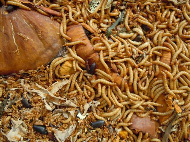 mealworms_punishment
