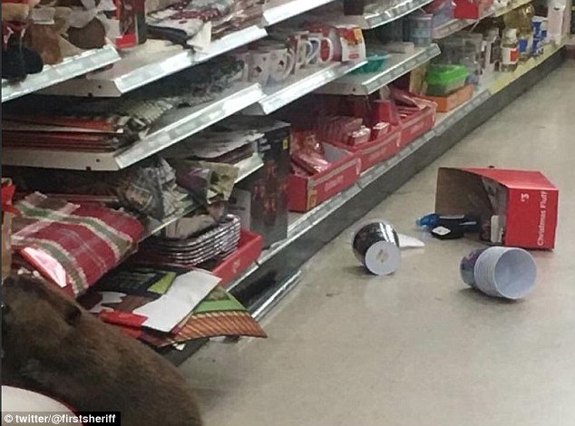 Store workers managed to catch the beaver in the act as it rummaged through the shelves and tore some items off
