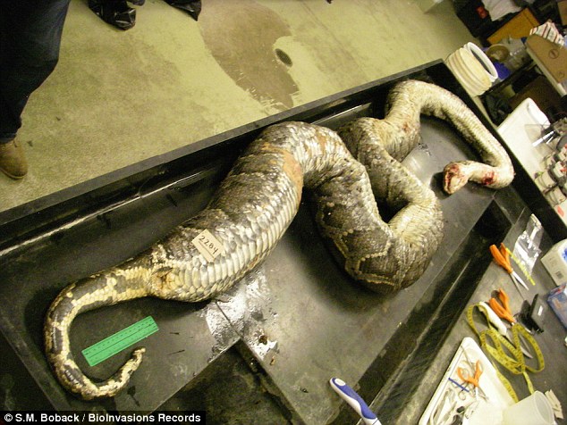 The huge snake is seen just before it is cut open by researchers to determine what is stored inside