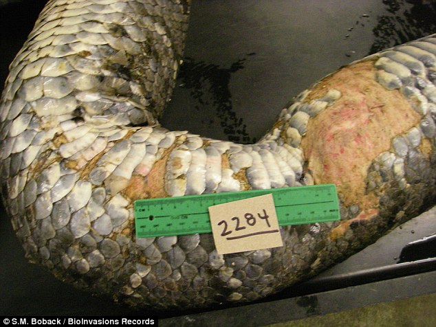 This close-up of the snake shows that it had lesions on the top of its scaly body