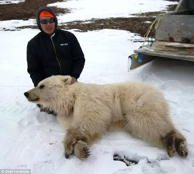 獵人在加拿大獵到一隻「不太一樣的北極熊」，動物學家一看就發現人類真的快毀掉地球了...