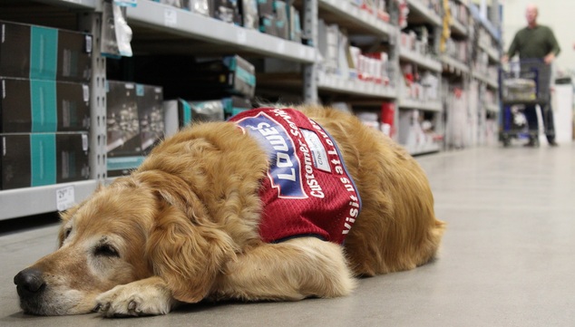 Charlotte takes a break in an aisle at the Lowe's store. Customers do not mind pushing their carts around her