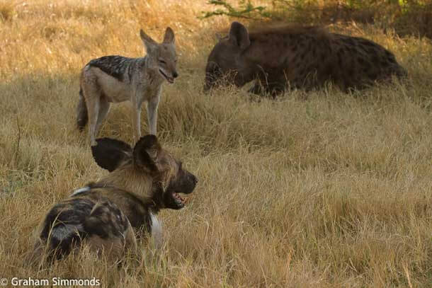 母非洲野犬「同伴全部死去」超寂寞，半年後攝影師驚見她組織「不同動物組成的幫派」！