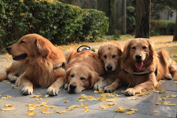 4隻隻狗狗看到最可愛生物，全擠在一起盯著窗戶不肯走！