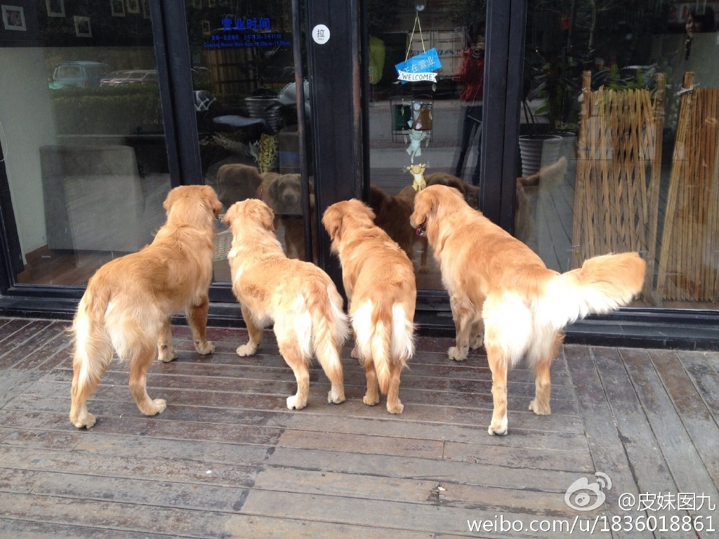4隻隻狗狗看到最可愛生物，全擠在一起盯著窗戶不肯走！