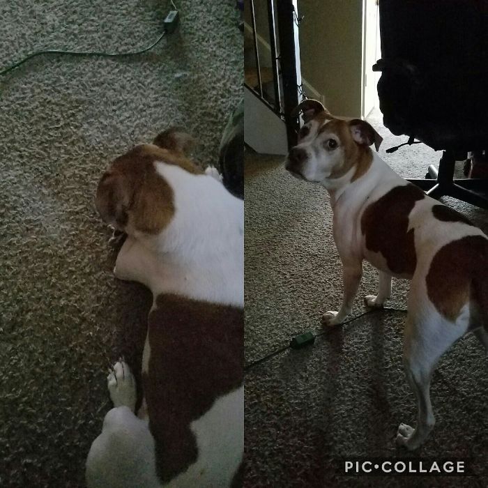 Before And After Being Told He's A Good Boy