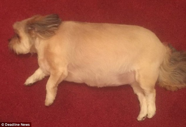 Stuffed! Bubba, the five-year-old Chi Apso, was left bloated and unable to move after eating her family's turkey dinner