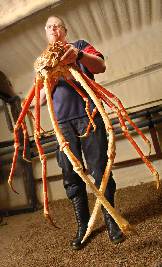 The Japanese spider crab