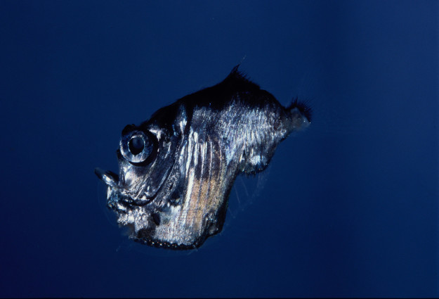 A deep sea hatchetfish