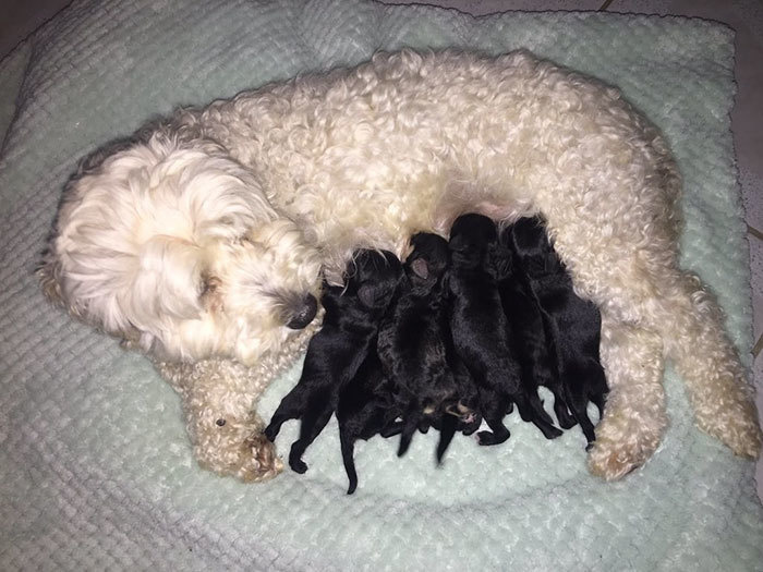 Here's the mama dog with her new beautiful black puppies. However, as you can imagine, the situation has raised a huge question: Was the mom dog faithful? 