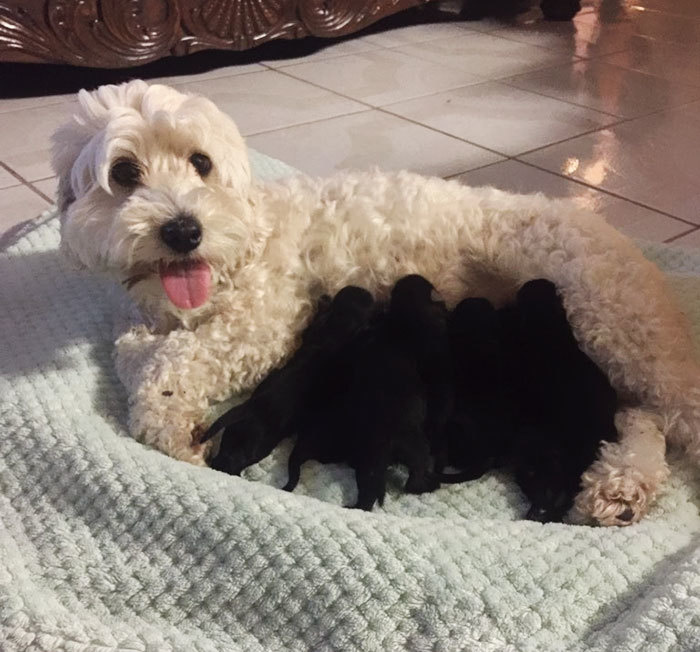 There is the possibility that Mocca was loyal and this was all just a case of genetics. Two white dogs can create black puppies if they just so happen to both have the dominant "black" gene. 