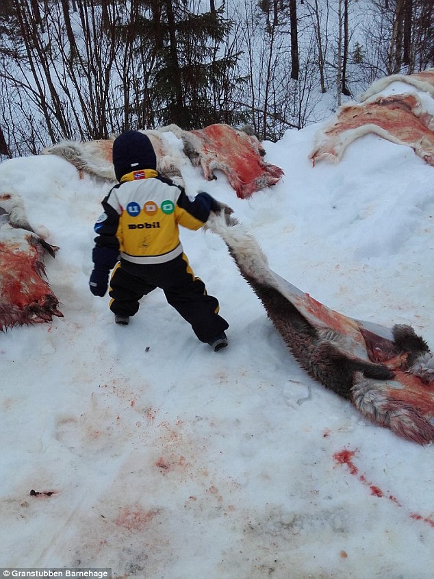 This young student managed to drag a skin across the snow during the controversial school trip 