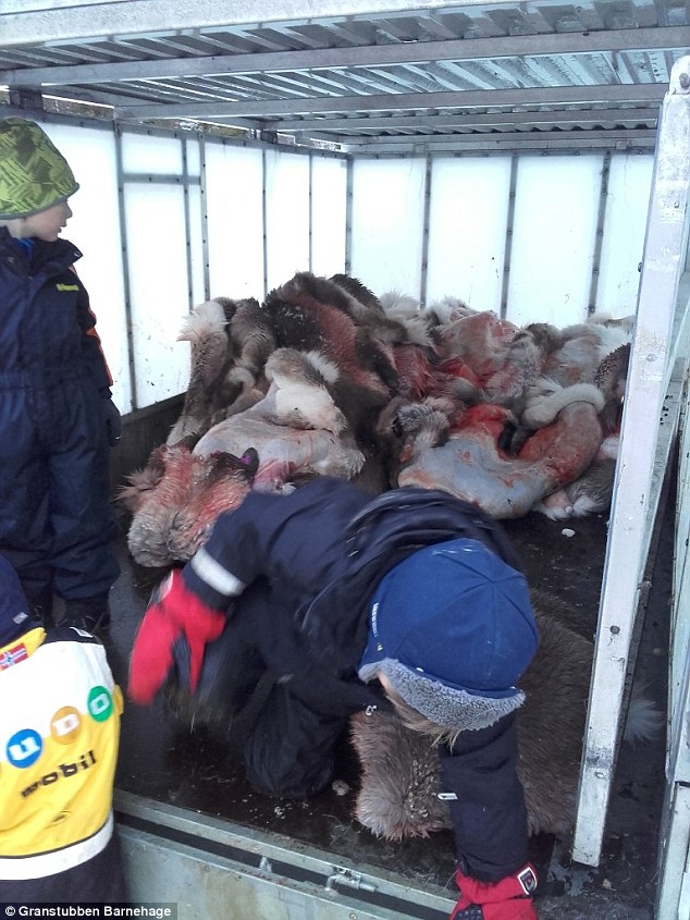 Students unload the skins into a storage room. 'We believe in firsthand experiences and that sensory impressions strengthen children's learning,' the school said in a statement 