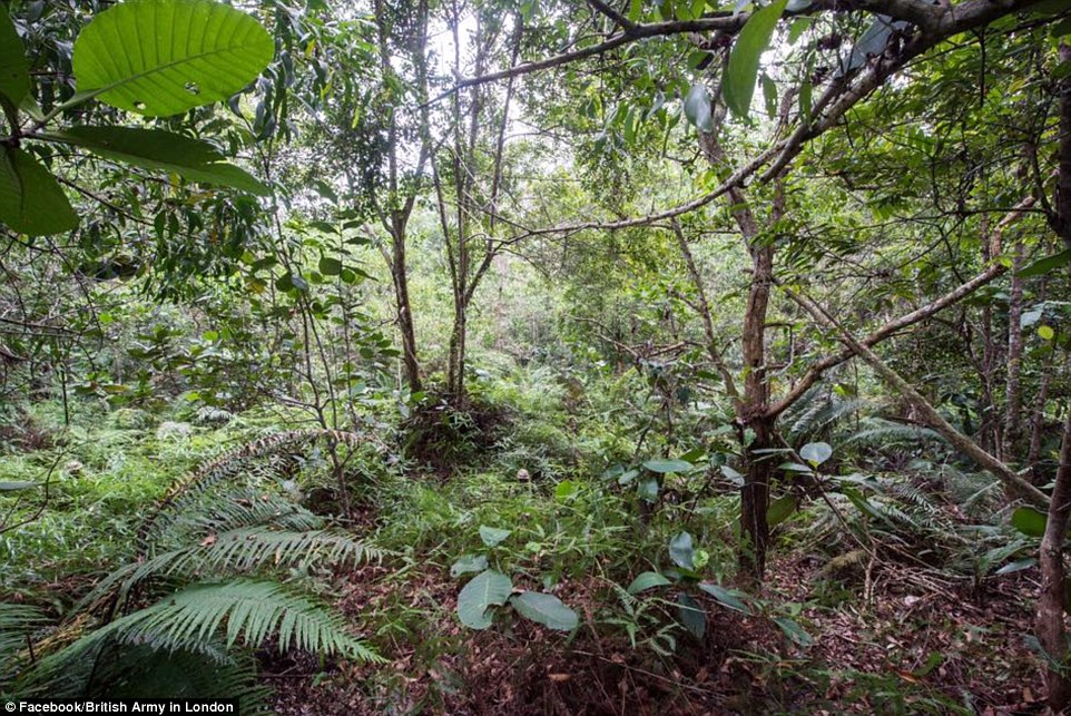 An incredible image of twelve members of the Household Cavalry hiding in the jungle has had internet users the world over scratching their heads