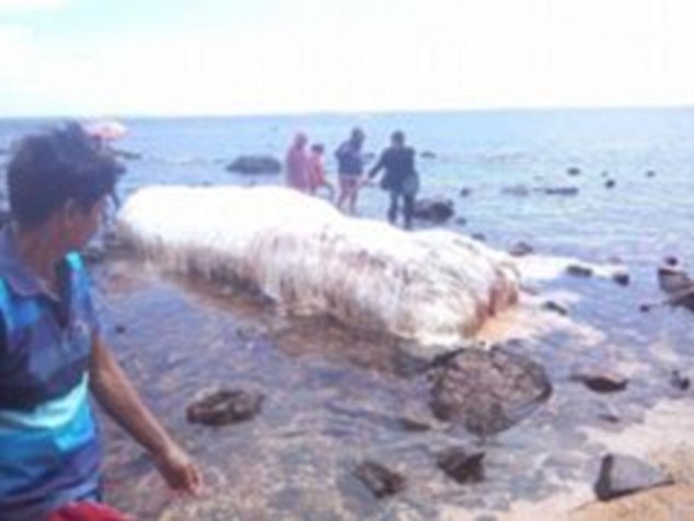 A huge, hairy mysterious sea creature has washed up on a beach in the Philippines
