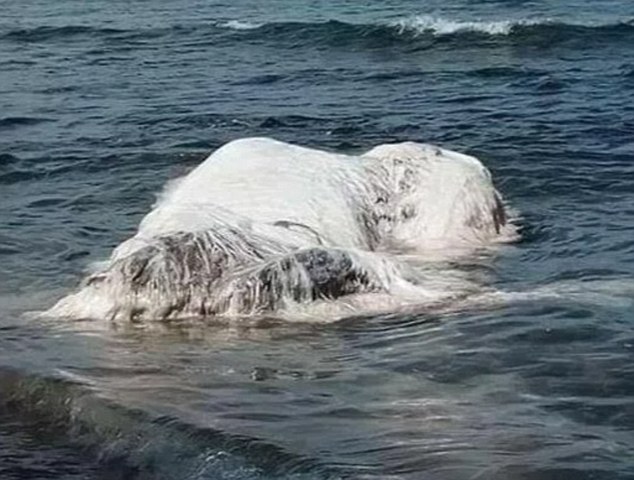 The beast is actually a 20 foot long whale carcass, local scientists have said