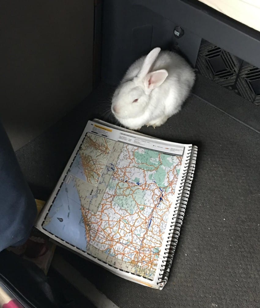 interstate rabbit