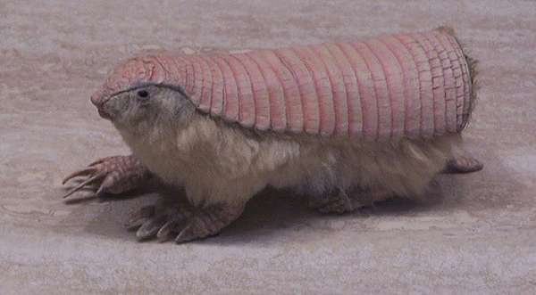 Pink Fairy Armadillo - Nothing like the armadillos you would see in Texas. This is the smallest breed of armadillo in the world at 9 - 11.5cm long. You can find these little guys in Argentina.