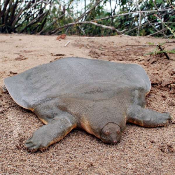 Cantor's Giant Softshell Turtle - This giant turtle has a skin-like shell and basically doesn't move throughout the day. It comes out twice a day just to take a breath and returns to its cave. They are native to Southeast Asia.