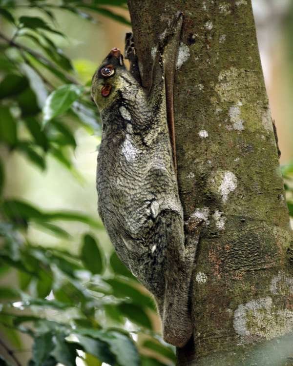 Sunda Colugo - These bat-like animals have wings similar to a kite. They can navigate while gliding over 300 feet. They are a protected species that live in Indonesia, Thailand, Malaysia, and Singapore.
