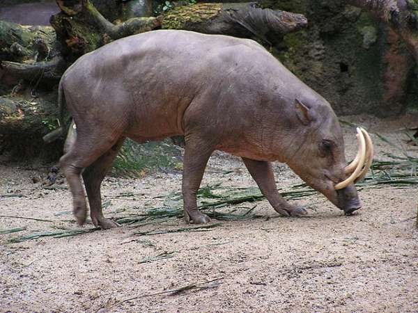 Babirusa - These pigs have crazy long tusks that never stop growing and can eventually pierce their own skull. They live on the islands of Indonesia and are endangered (probably because of those tusks!).