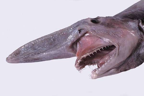 Goblin Shark - We don't know too much about these creatures because they live over 100m deep in the abyss. They have extendable jaws that can shoot forward, which is pretty scary. This type of shark is mostly found in the Gulf of Mexico, Pacific Ocean, and Atlantic Ocean.
