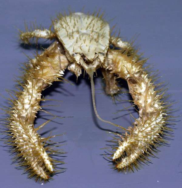Kiwa Hirsuta - This scary looking underwater animal was only discovered in 2005 in the Pacific Ocean.