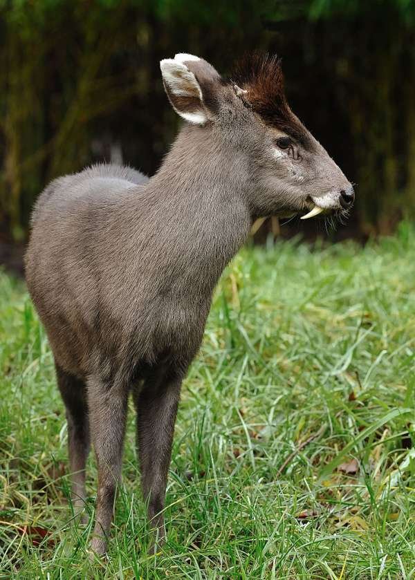 Tufted Deer - This species of deer kind of look like vampires with their fanged canines. They are endangered and live in Central China.